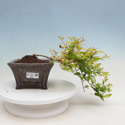 Vonkajší bonsai - Abelia Grandiflora 'Francis Mason' - Abélia - 1