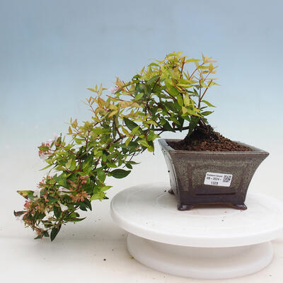 Vonkajší bonsai - Abelia Grandiflora 'Francis Mason' - Abélia - 1