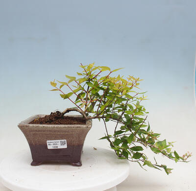 Vonkajší bonsai - Abelia Grandiflora 'Francis Mason' - Abélia - 1