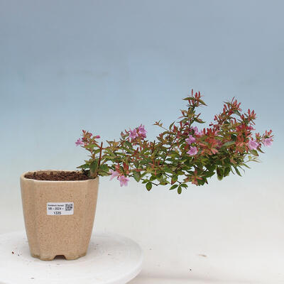 Vonkajší bonsai - Abelia Grandiflora - Abélia veľkokvetá - 1