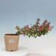 Vonkajší bonsai - Abelia Grandiflora - Abélia veľkokvetá - 1/3