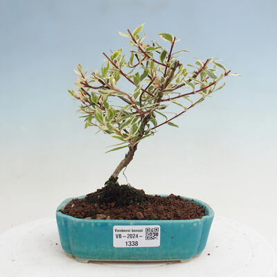 Vonkajší bonsai - Abelia grandiflora 'Confetti' - Abélia - 1