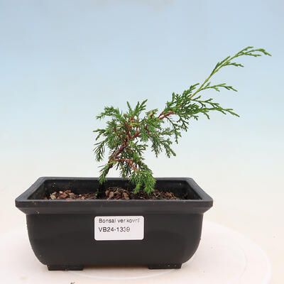 Vonkajší bonsai - Juniperus chinensis ITOIGAVA -Jalovec čínsky