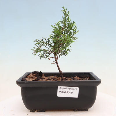 Vonkajší bonsai - Juniperus chinensis ITOIGAVA -Jalovec čínsky