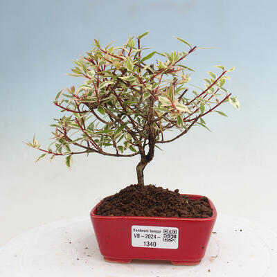 Vonkajší bonsai - Abelia grandiflora 'Confetti' - Abélia - 1