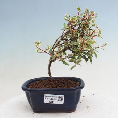 Vonkajší bonsai - Abelia grandiflora 'Confetti' - Abélia - 1