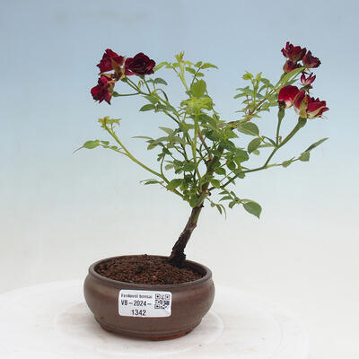 Vonkajší bonsai - Rosa sp. - malokvetá ruža - 1