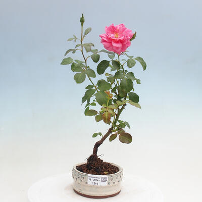 Vonkajší bonsai - Rosa sp. - malokvetá ruža - 1