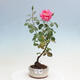 Vonkajší bonsai - Rosa sp. - malokvetá ruža - 1/2