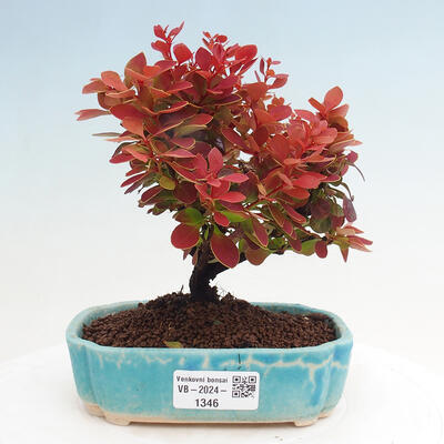 Vonkajší bonsai - Berberis thunbergii Ruby Star - Drištál - 1