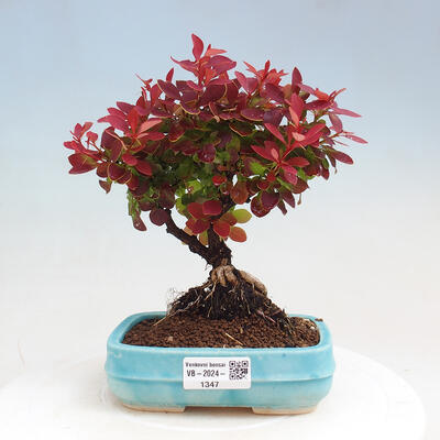 Vonkajší bonsai - Berberis thunbergii Ruby Star - Drištál - 1