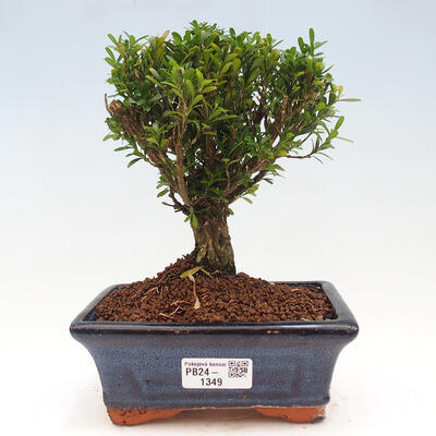 Izbová bonsai - Buxus harlandii - korkový buxus - 1