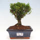 Izbová bonsai - Buxus harlandii - korkový buxus - 1/3