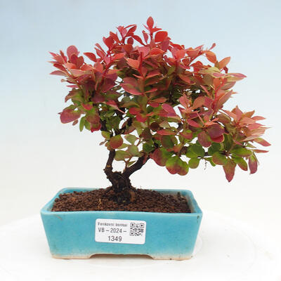 Vonkajší bonsai - Berberis thunbergii Ruby Star - Drištál - 1