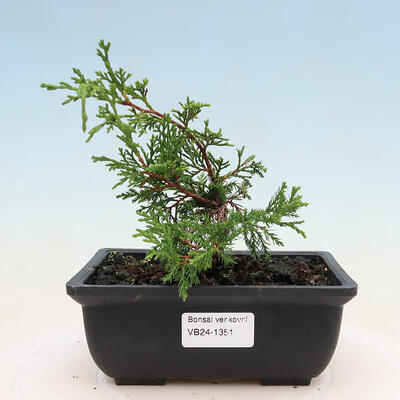 Vonkajší bonsai - Juniperus chinensis ITOIGAVA -Jalovec čínsky