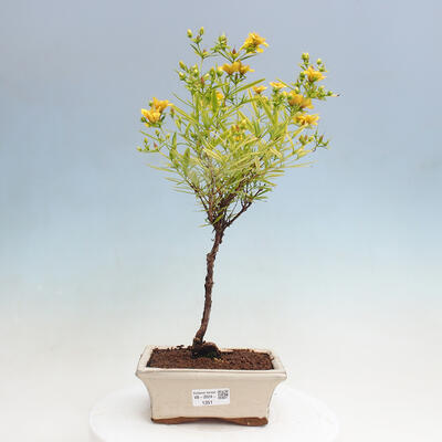 Vonkajšia bonsai - ľubovník - Hypericum - 1