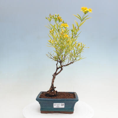 Vonkajšia bonsai - ľubovník - Hypericum - 1