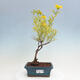 Vonkajšia bonsai - ľubovník - Hypericum - 1/2