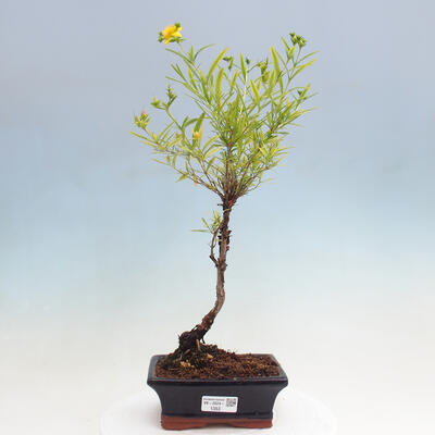 Vonkajšia bonsai - ľubovník - Hypericum - 1