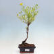 Vonkajšia bonsai - ľubovník - Hypericum - 1/2