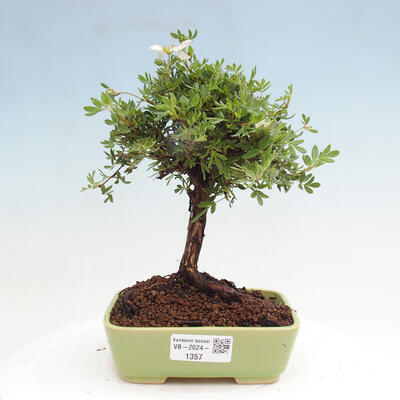 Vonkajší bonsai - Potentilla Alba - Mochna biela - 1