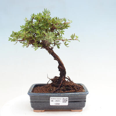 Vonkajší bonsai - Potentilla Alba - Mochna biela - 1