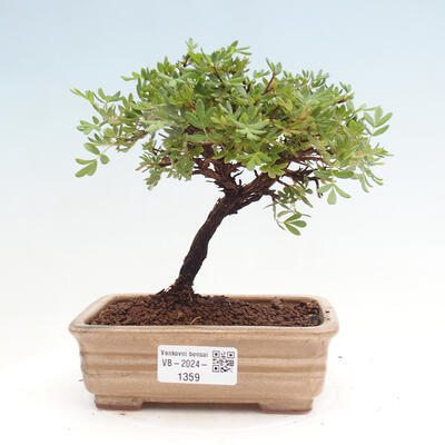 Vonkajší bonsai - Potentilla Alba - Mochna biela - 1