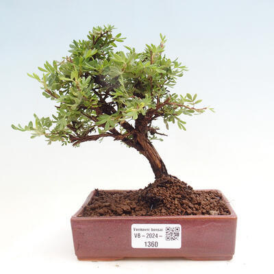 Vonkajší bonsai - Potentilla Alba - Mochna biela - 1