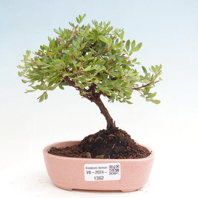 Vonkajší bonsai - Potentilla Alba - Mochna biela - 1