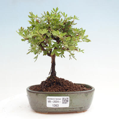 Vonkajší bonsai - Potentilla Alba - Mochna biela - 1