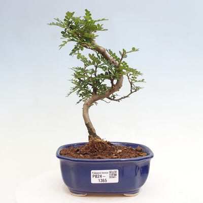 Izbová bonsai - Zantoxylum piperitum - Pepřovník - 1