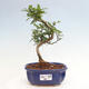 Izbová bonsai - Zantoxylum piperitum - Pepřovník - 1/4