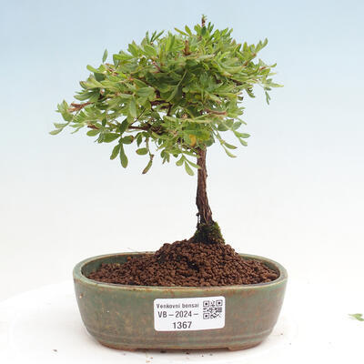 Vonkajší bonsai - Potentilla Alba - Mochna biela - 1