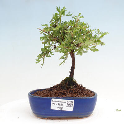 Vonkajší bonsai - Potentilla Alba - Mochna biela - 1