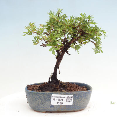 Vonkajší bonsai - Potentilla Alba - Mochna biela - 1