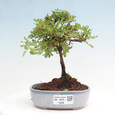 Vonkajší bonsai - Potentilla Alba - Mochna biela - 1