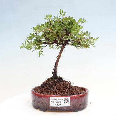 Vonkajší bonsai - Potentilla Alba - Mochna biela - 1