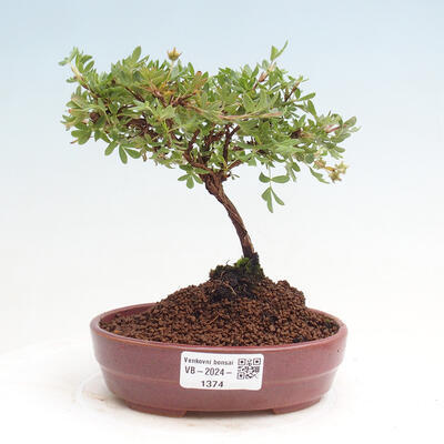 Vonkajší bonsai - Potentilla Alba - Mochna biela - 1