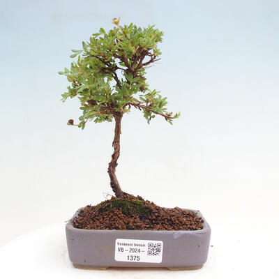 Vonkajší bonsai - Potentilla Alba - Mochna biela - 1