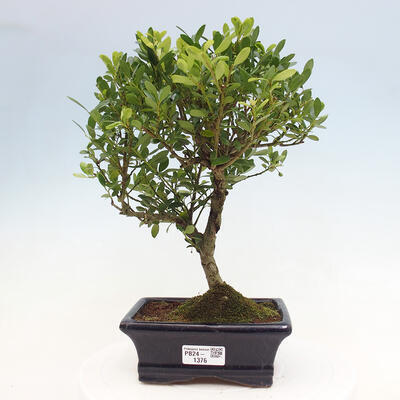 Izbová bonsai - Ilex crenata - Cezmína - 1