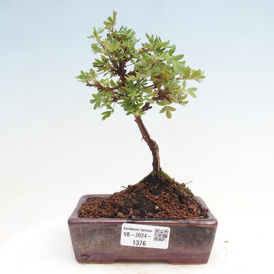 Vonkajší bonsai - Potentilla Alba - Mochna biela - 1