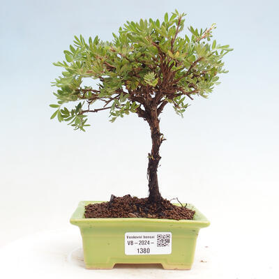 Vonkajší bonsai - Potentilla Alba - Mochna biela - 1