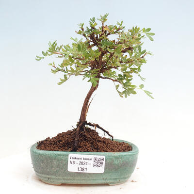 Vonkajší bonsai - Potentilla Alba - Mochna biela - 1