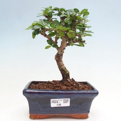 Izbová bonsai - Carmona macrophylla - Čaj fuki - 1