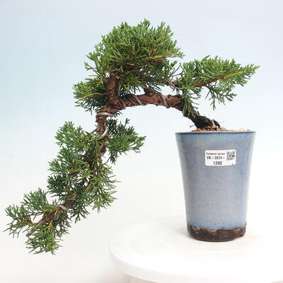 Vonkajší bonsai - Juniperus chinensis Kishu-Jalovec čínsky