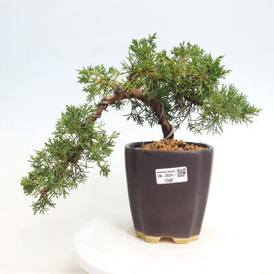 Vonkajší bonsai - Juniperus chinensis Kishu-Jalovec čínsky