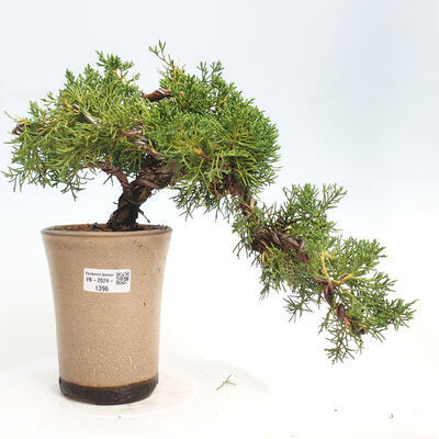 Vonkajší bonsai - Juniperus chinensis Kishu-Jalovec čínsky