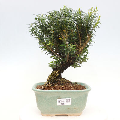 Izbová bonsai - Buxus harlandii - korkový buxus - 1