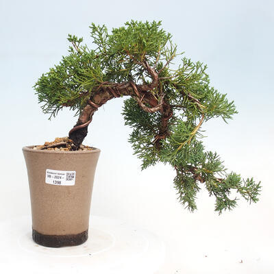 Vonkajší bonsai - Juniperus chinensis Kishu-Jalovec čínsky