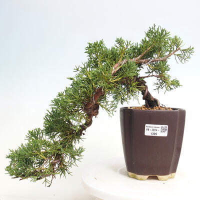 Vonkajší bonsai - Juniperus chinensis Kishu-Jalovec čínsky